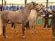 Horse auction